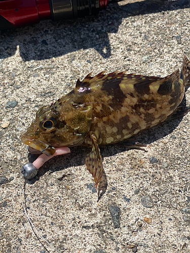 カサゴの釣果