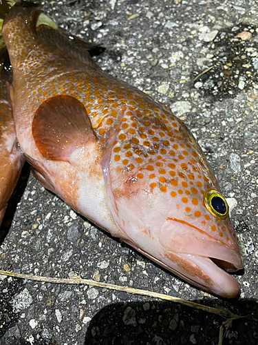 キジハタの釣果