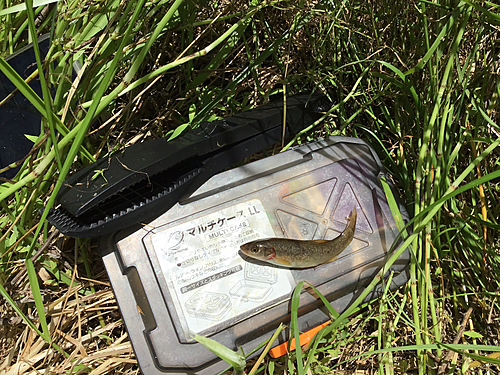 タカハヤの釣果