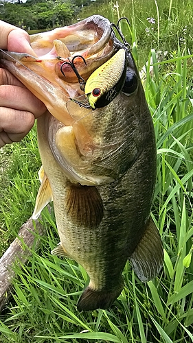 ラージマウスバスの釣果