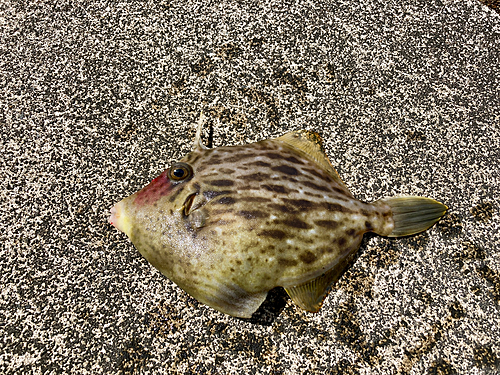 カワハギの釣果