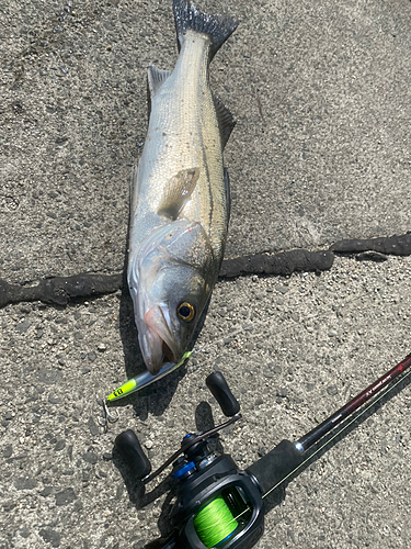 シーバスの釣果