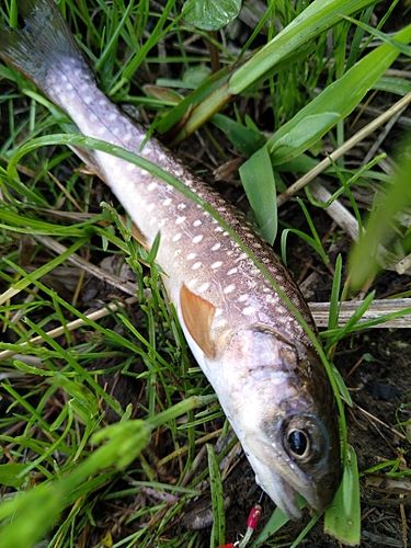 アメマスの釣果