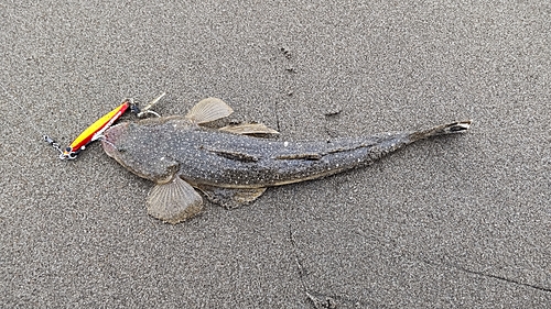 マゴチの釣果