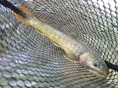 ニッコウイワナの釣果