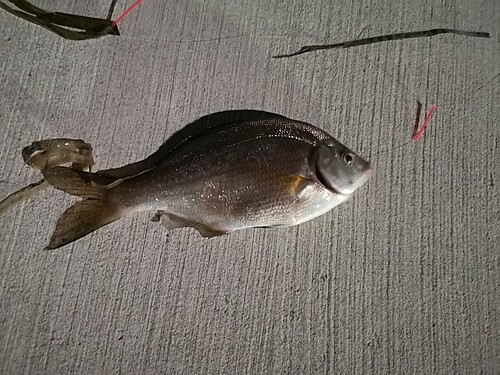 ウミタナゴの釣果