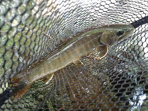 ニッコウイワナの釣果