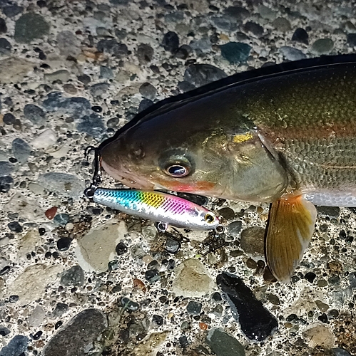 ウグイの釣果