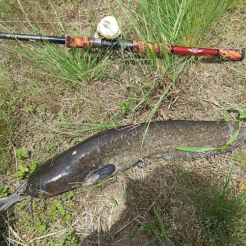 マナマズの釣果