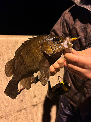 メバルの釣果