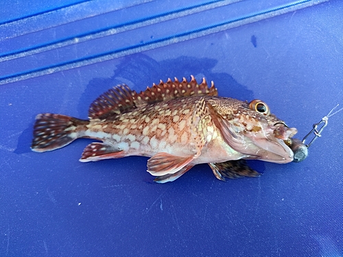 ガシラの釣果