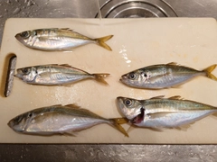 アジの釣果