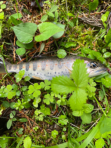 アマゴの釣果