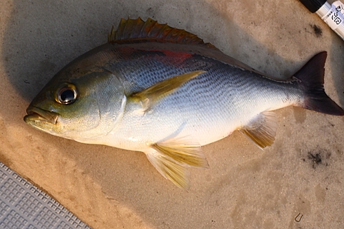 イサキの釣果