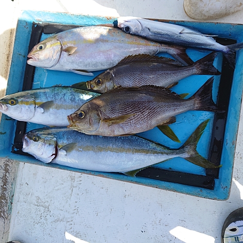 ネリゴの釣果