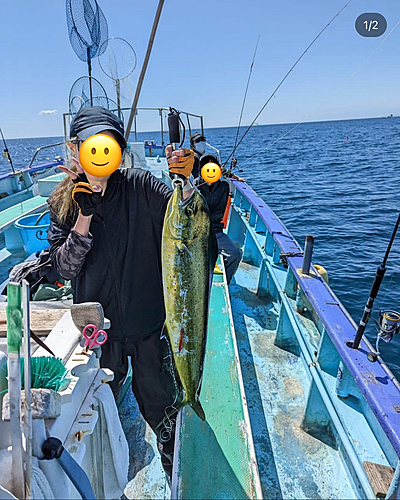 シイラの釣果