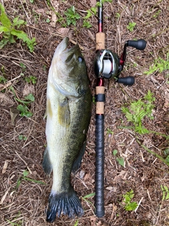 ラージマウスバスの釣果