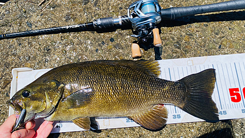 スモールマウスバスの釣果