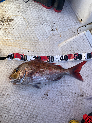 マダイの釣果