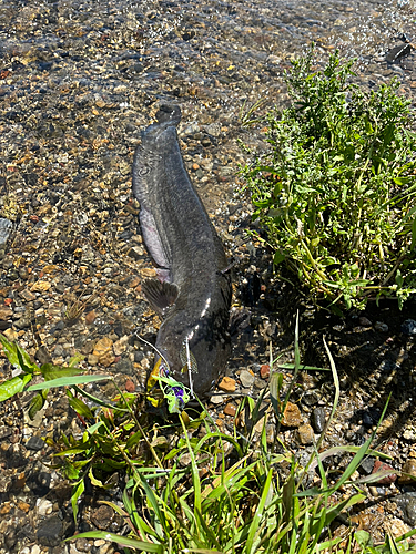 ナマズの釣果