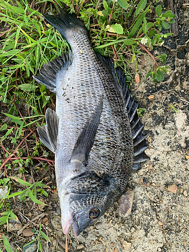 クロダイの釣果