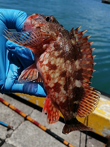 カサゴの釣果