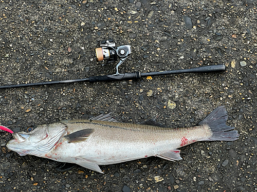 スズキの釣果