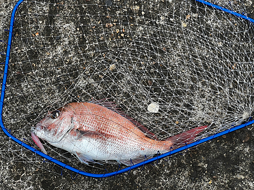 マダイの釣果