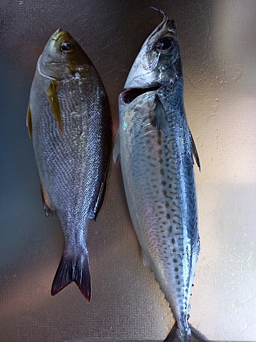 イサキの釣果