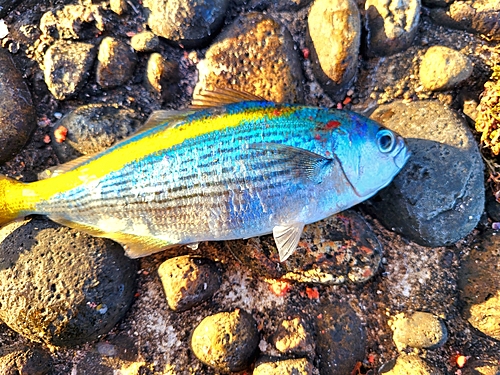 タカベの釣果