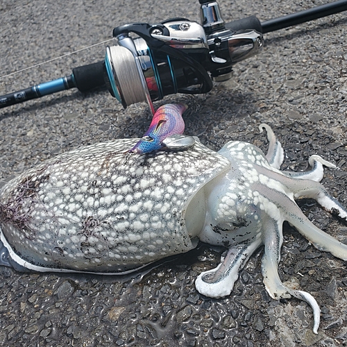 シリヤケイカの釣果