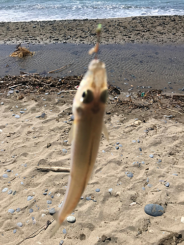 キスの釣果