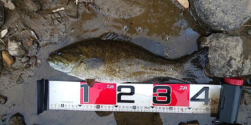 スモールマウスバスの釣果