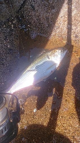 コノシロの釣果