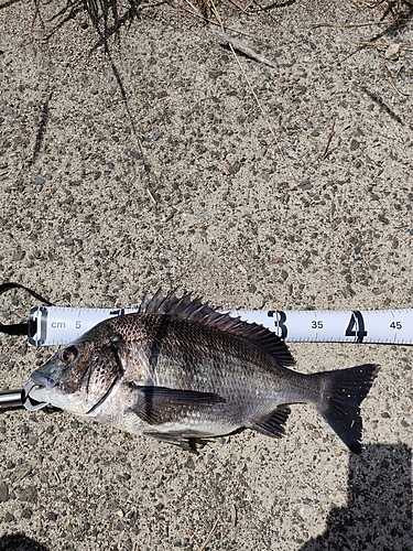 チヌの釣果