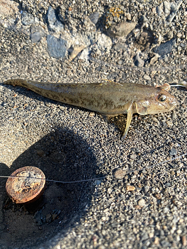 マハゼの釣果