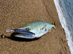 メジロの釣果