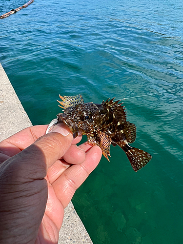 カサゴの釣果