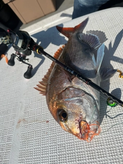 マダイの釣果