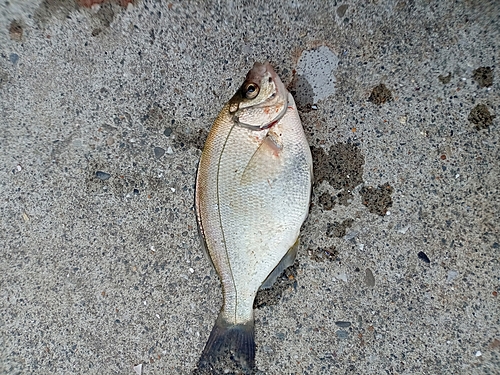 マタナゴの釣果