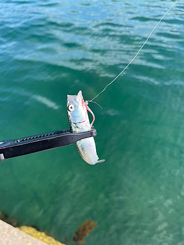 サバの釣果