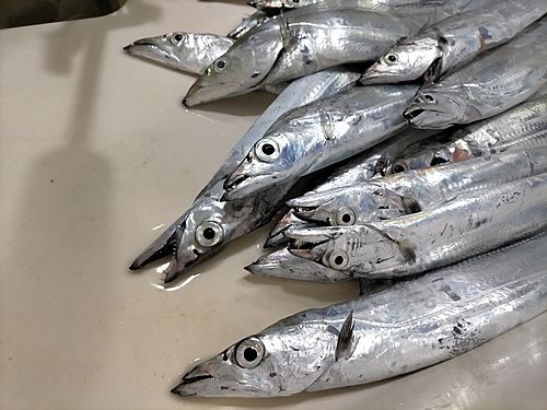 タチウオの釣果