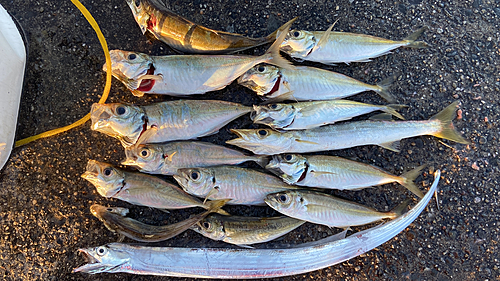 アジの釣果