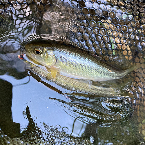 カワムツの釣果