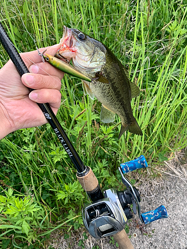 ラージマウスバスの釣果