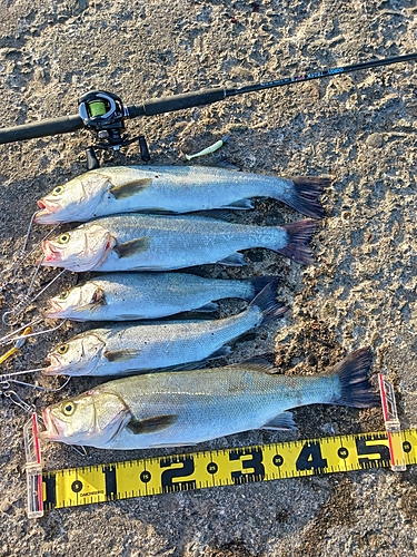 シーバスの釣果