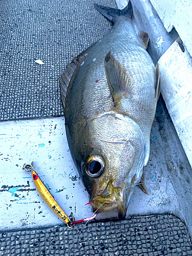 イサキの釣果