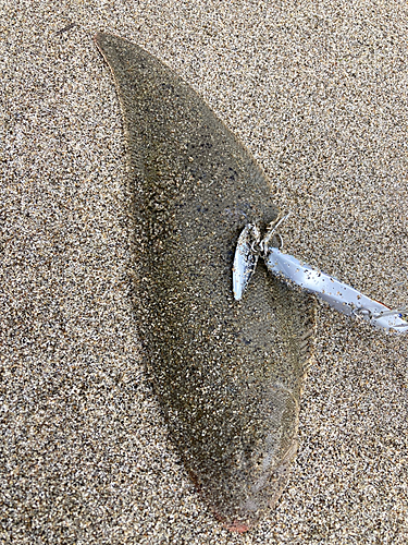 シタビラメの釣果