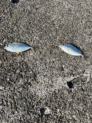 キスの釣果