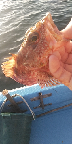 カサゴの釣果